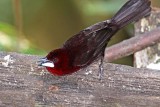 Silver-beaked Tanager _7063.jpg