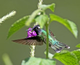 Violet-headed Hummingbird - male_7154.jpg