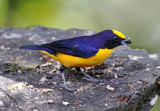 Thick-billed Euphonia - male_7052.jpg