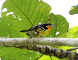 Gilded Barbet - male_7660.jpg