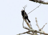 Long-tailed Tyrant_7573.jpg