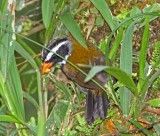 Orange-billed Sparrow_7497.jpg