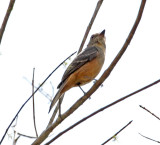 Rufous-tailed Tyrant_7430.jpg