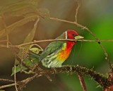 Red-headed Barbet - male_7780.jpg