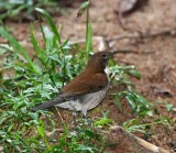 White-necked Thrush_7761.jpg