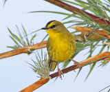 Black-crested Warbler_5934.jpg