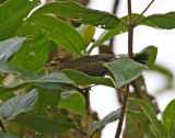Citrine Warbler_6235.jpg