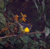 Spectacled Redstart_6617.jpg