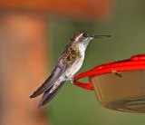 Green-throated Mountain-Gem - male_0683.jpg