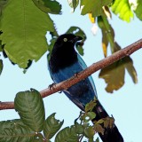 Bushy-crested Jay_8240.jpg