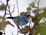 Stellers Jay_7964.jpg