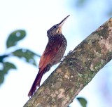 Ivory-billed Woodcreeper_8784.jpg