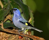 Yellow-winged Tanager_9337.jpg
