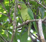 Pacific Parakeet_9072.jpg