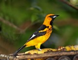 Spot-breasted Oriole_9276.jpg