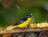 Yellow-throated Euphonia - male_9262.jpg