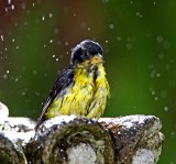 Lesser Goldfinch - male_8351.jpg