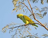 Yellow-naped Parrot_9475.jpg