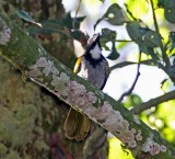 Black-headed Saltator_0053.jpg