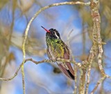 White-eared Hummingbird_0258.jpg