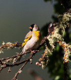 Lawrences Goldfinch - male_0235.jpg