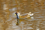 Sora swimming 0135.jpg