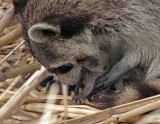 Raccoon with baby_2424.jpg