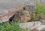 Burrowing Owl_0346.jpg