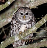 Barred Owl_0360.jpg