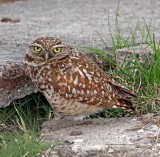 Burrowing Owl_0468.jpg