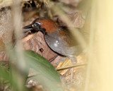 Black-faced Antthrush_2236.jpg