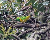 Golden-browed Chlorophonia - male_0766.jpg