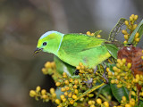 Golden-browed Chlorophonia - female_1104.jpg