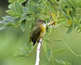 White-vented Euphonia - female_4315.jpg