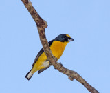 Yellow-throated Euphonia - male_2721.jpg