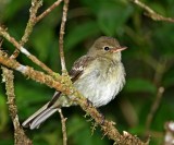 Mountain Elaenia_1116.jpg
