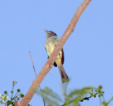 Yellow-olive Flatbill_2094.jpg
