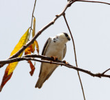 Pearl Kite_3181.jpg
