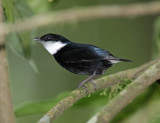 White-ruffed Manakin - male_4203.jpg