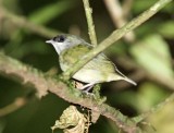 White-ruffed Manakin - juvenile male_4169.jpg