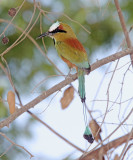 Turquoise-browed Motmot_1892.jpg