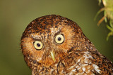 Bare-shanked Screech-Owl_0960.jpg