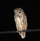 Striped Owl_2494.jpg