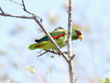 White-fronted Amazon_1818.jpg