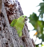 Yellow-naped Amazon_2596.jpg
