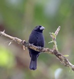 Thick-billed Seed-Finch - male_1512.jpg