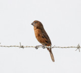 Thick-billed Seed-Finch - female_1527.jpg