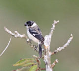 Morelets Seedeater - male_1547.jpg