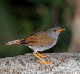 Orange-billed Nightingale-Thrush_3260.jpg