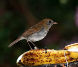 Ruddy-capped Nightingale-Thrush_1109.jpg